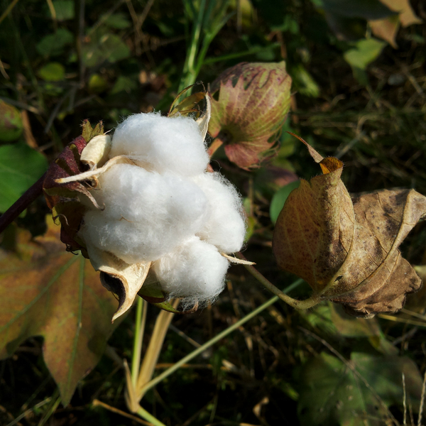 A perfect nights sleep with organic cotton